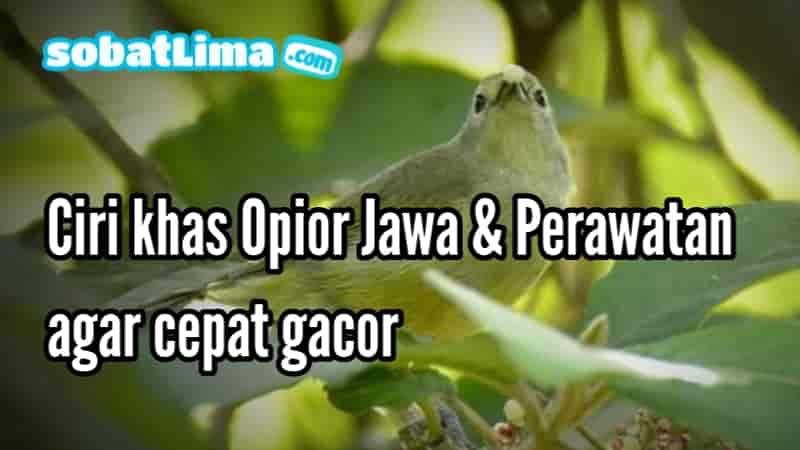 Cucak Gentong Jantan Dan Betina