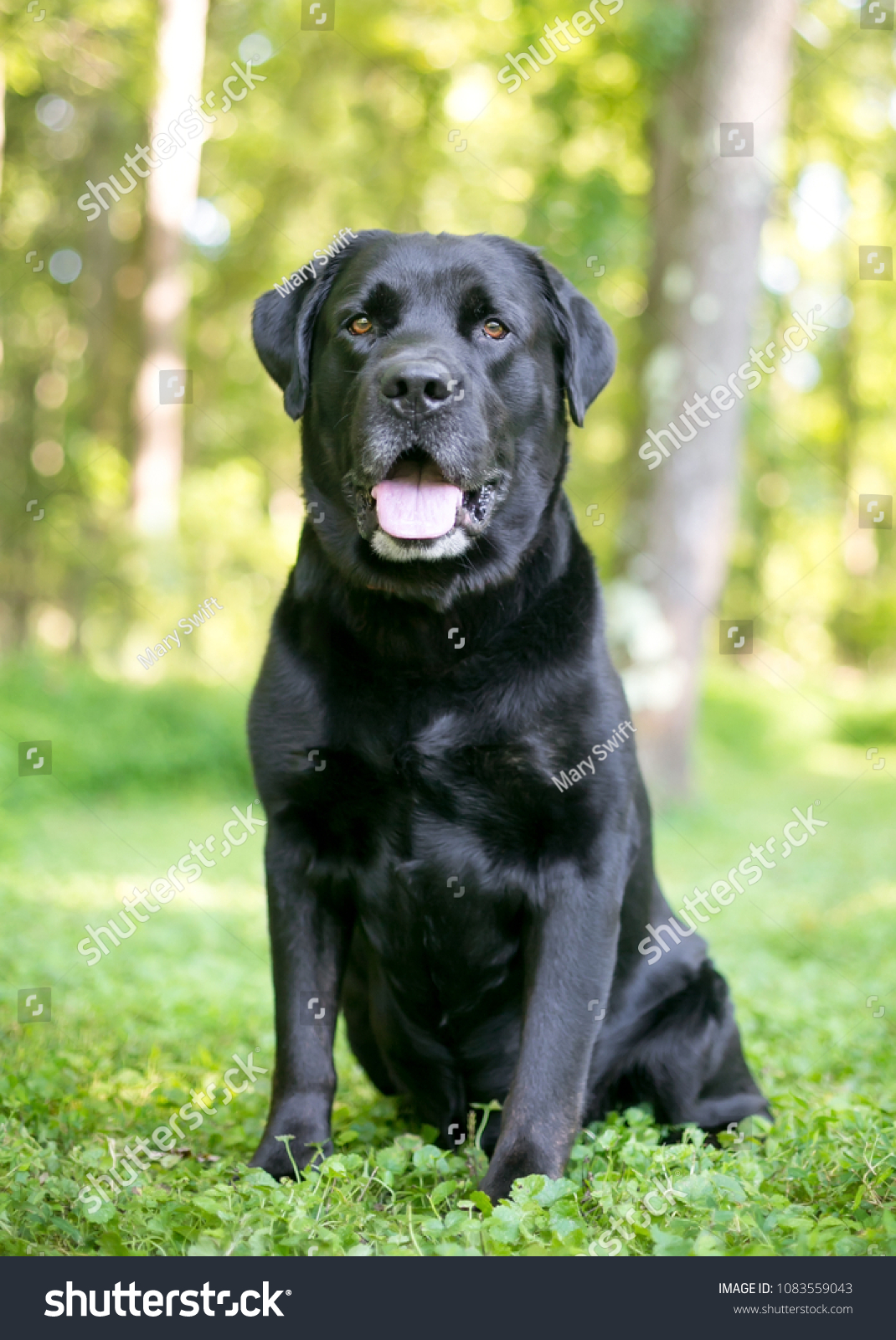 Firefox Labrador Retriever