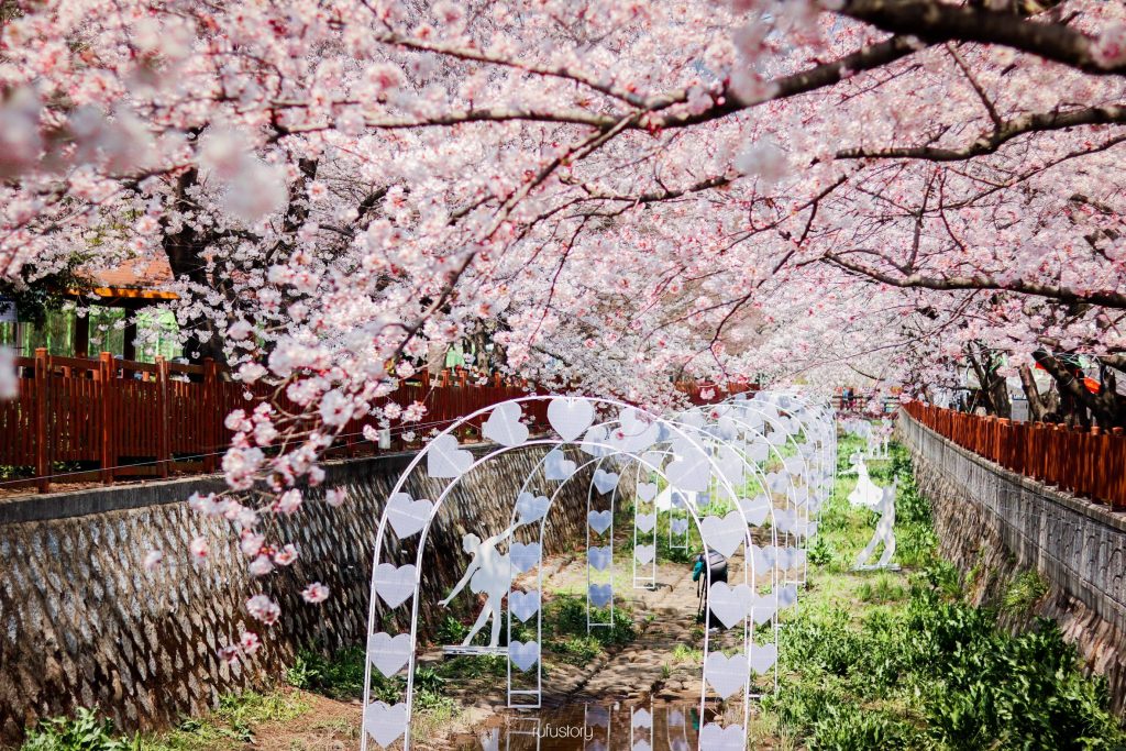 Foto Taman Bunga Sakura Di Korea