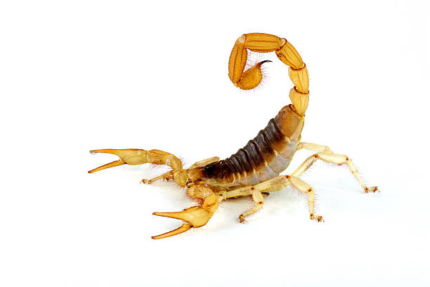 Free Scorpion Images