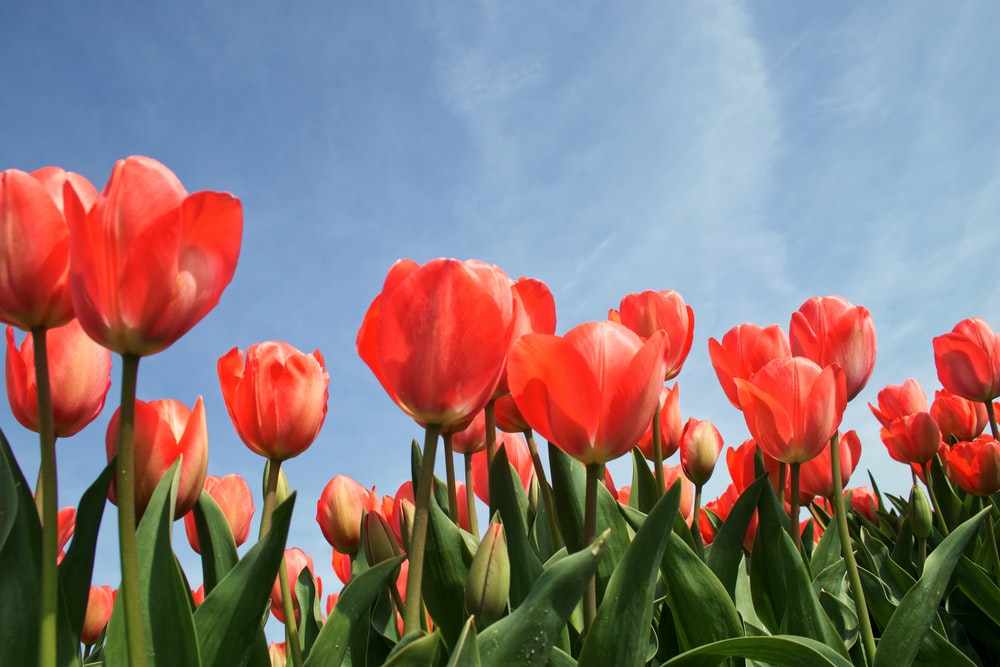 Free Tulip Images