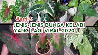 Gambar Bunga Yang Lagi Viral 2020