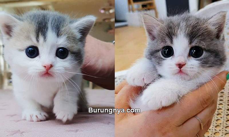 Gambar Kucing Persia Lucu Dan Imut