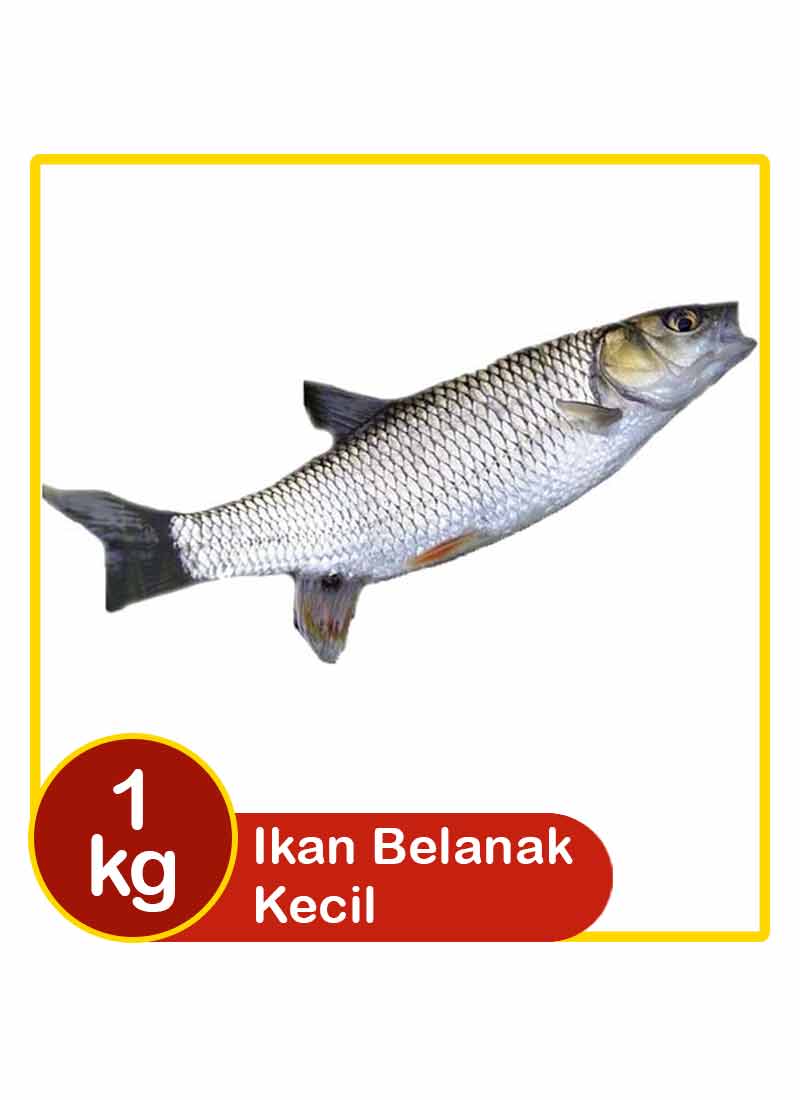 Gambar Ikan Belanak