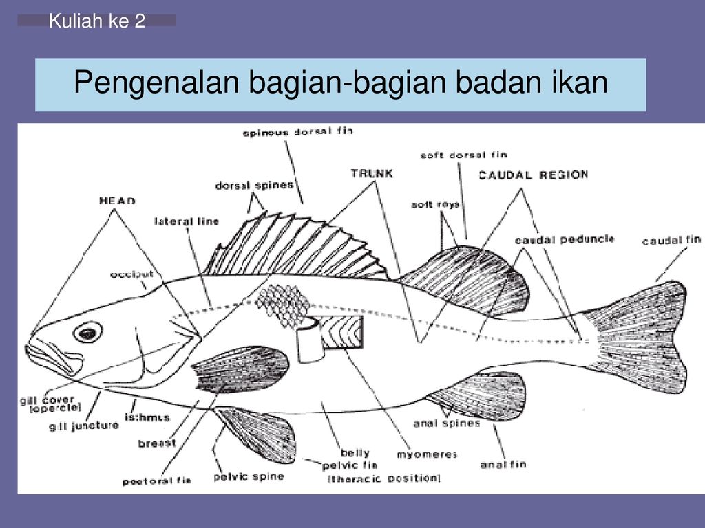 Gambar Ikan Dan Bagian Bagiannya