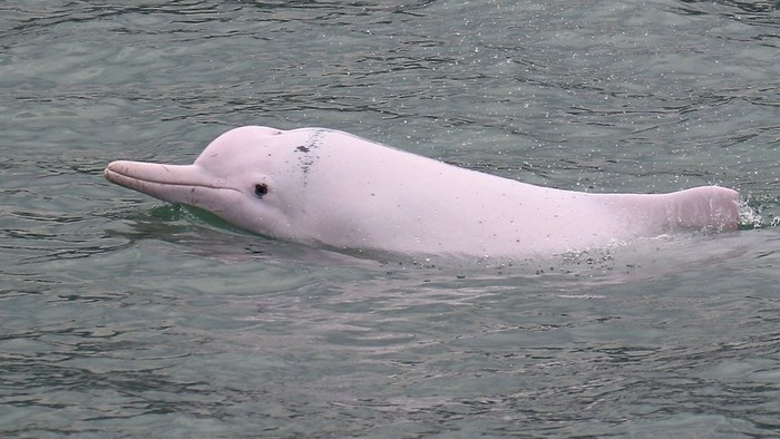 Gambar Ikan Lumba