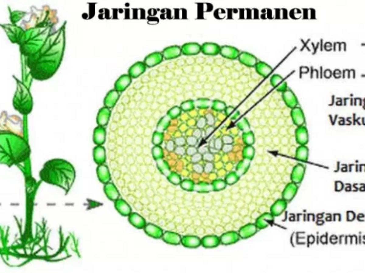 Gambar Jaringan Epidermis Tumbuhan