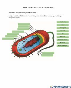 Gambar Struktur Eubacteria