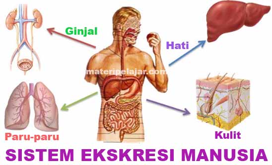 Gambar Proses Ekskresi