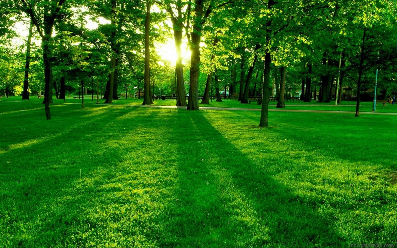 Green Grass Wallpaper