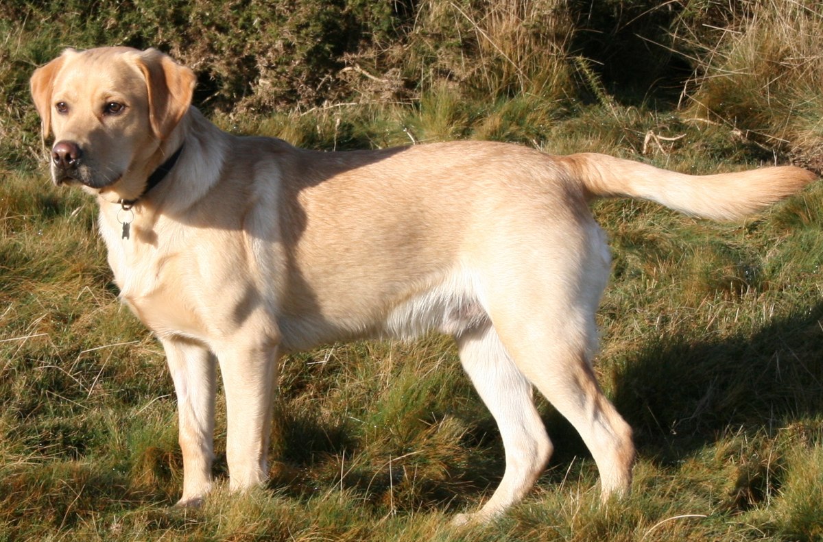 Images Of Labrador Retrievers