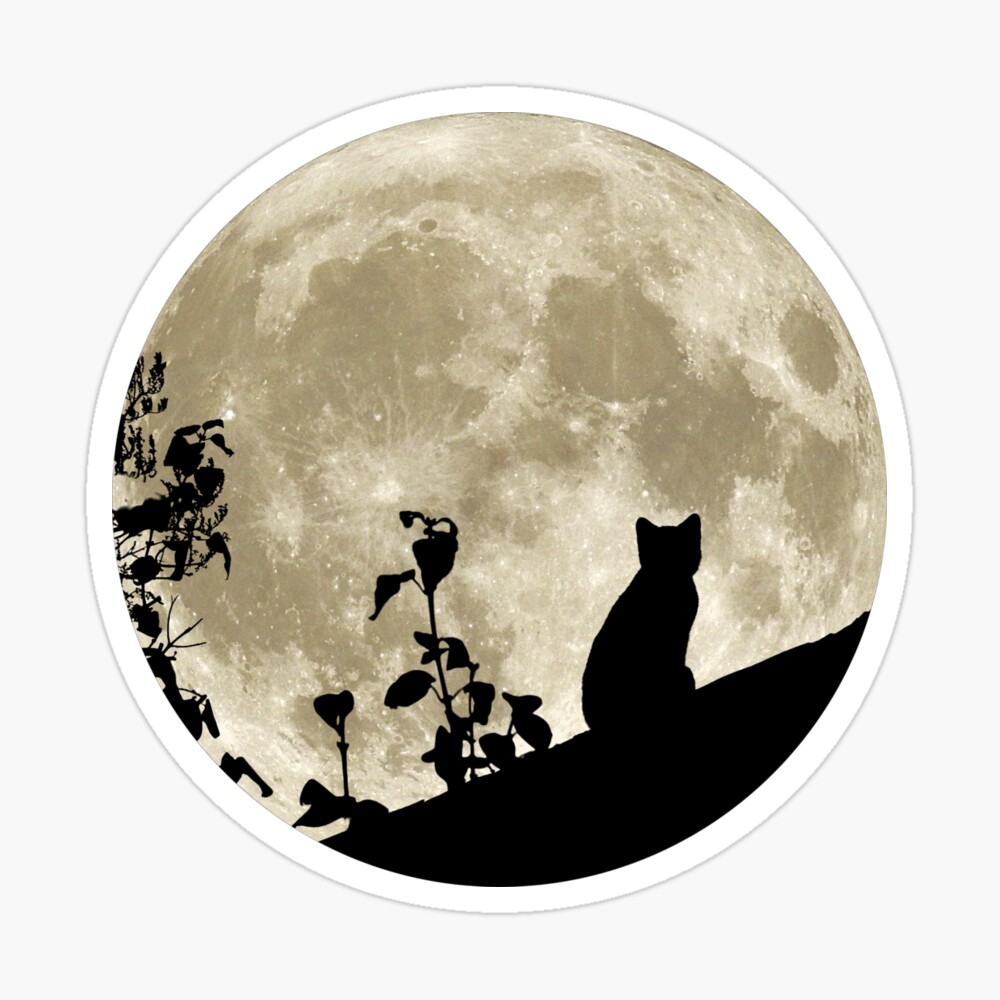 Katze Vollmond