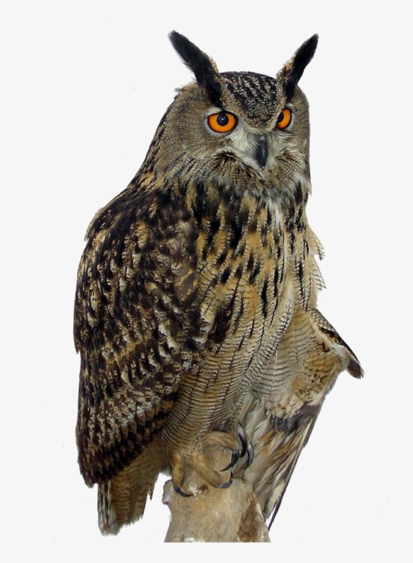 Owls Png