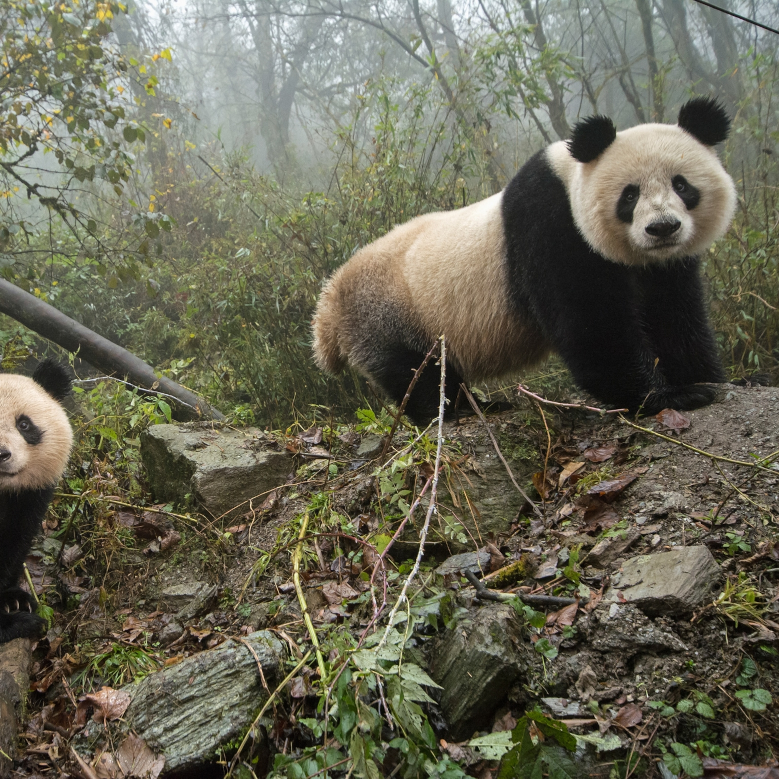 Panda Pictures