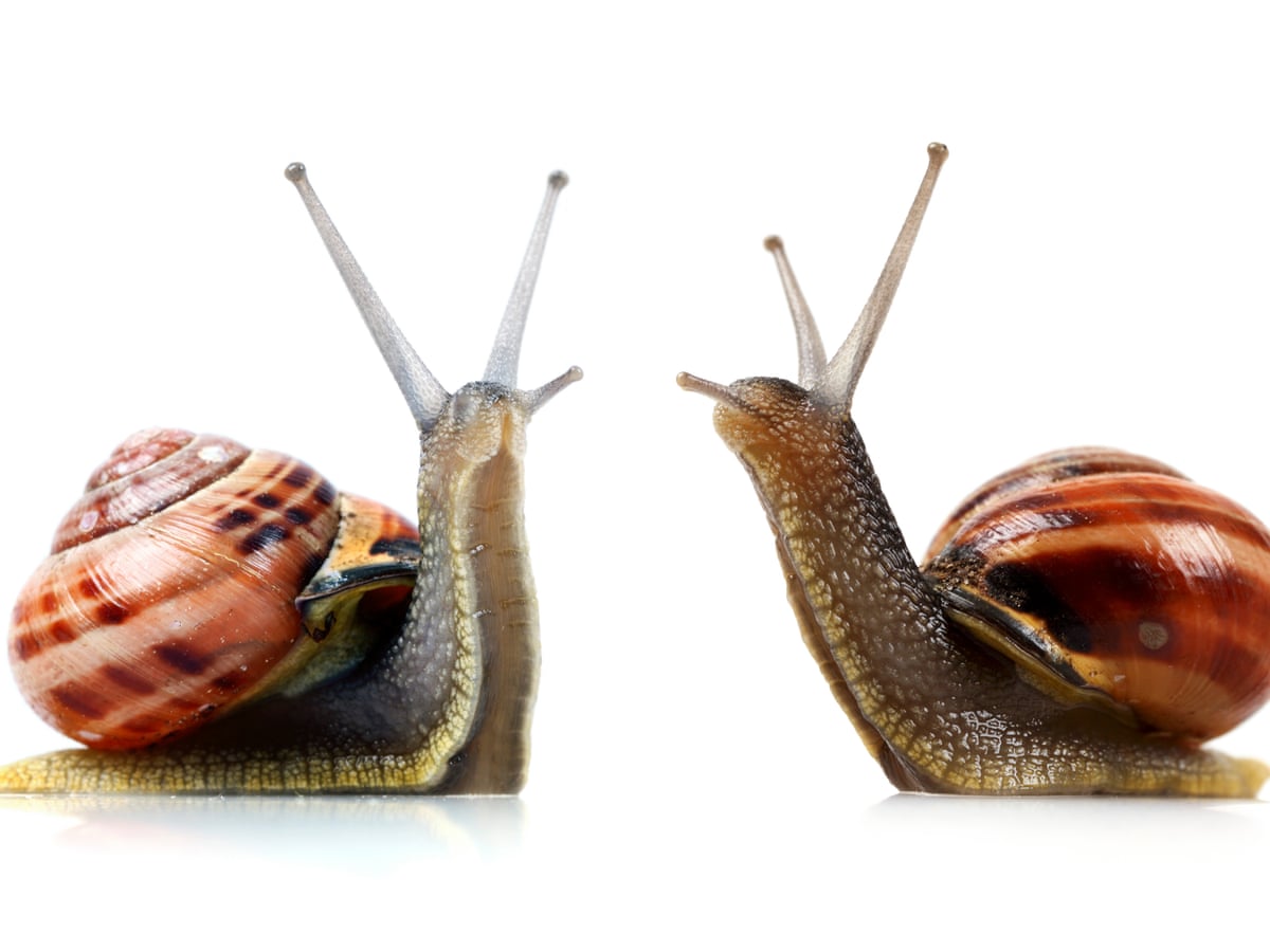 Pic Of Snail