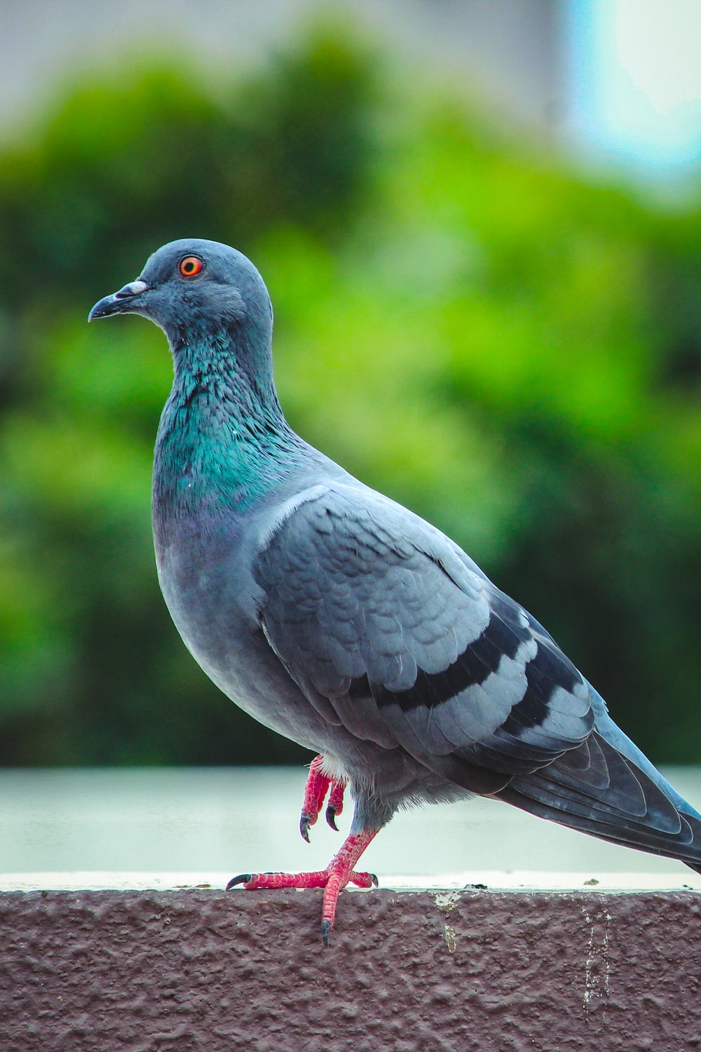 Picture Of Pigeon