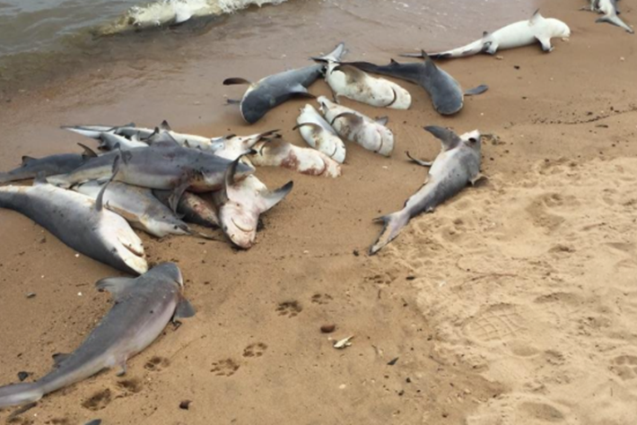 Pics Of Baby Sharks