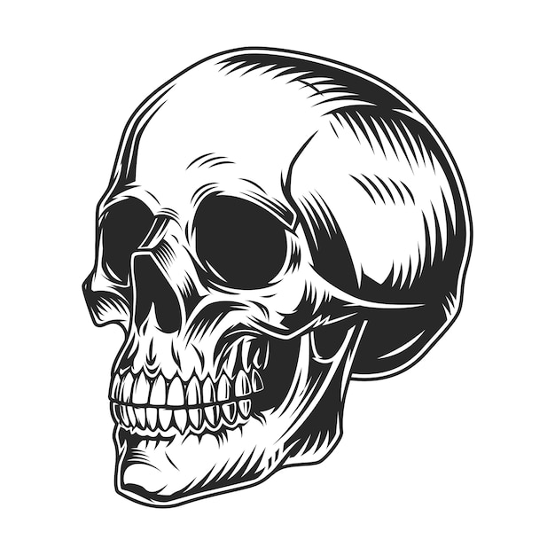 Skull Picture