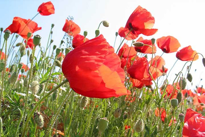 Himmel, Rot, Blume, Fotografie