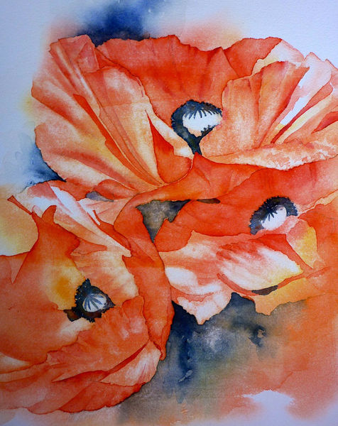 Mohnblumen, Red, Mohngesicht, Aquarellmalerei