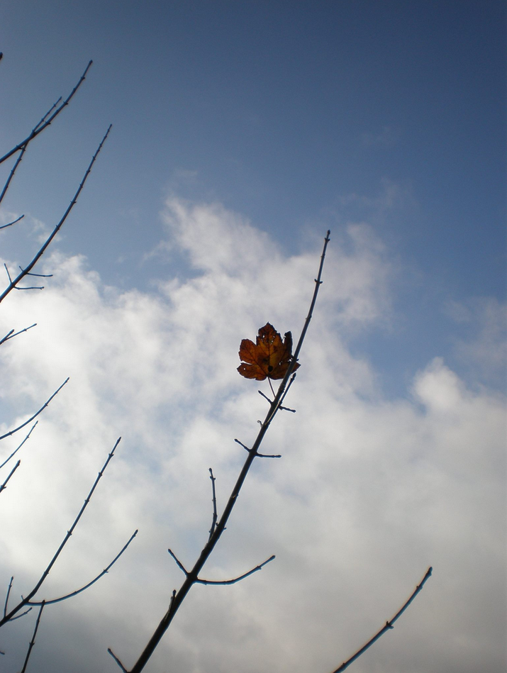 Herbst, Fotografie, Baum, Winter