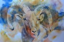 Widder, Bergschaf, Aquarell, Mountain sheep