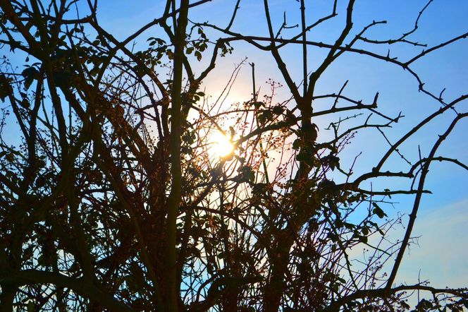 Sonne, Baum, Winter, Fotografie