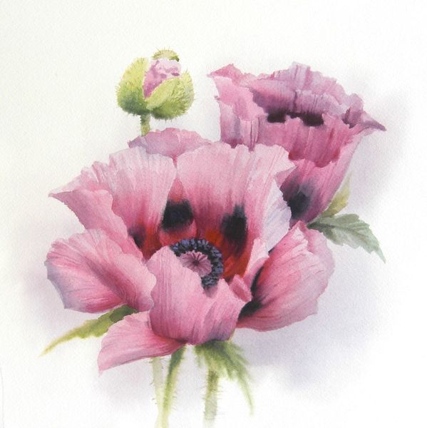 Mohn, Mohnblumen, Pflanzen, Blumen