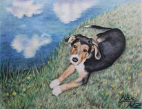 Tierbild, Aquarell, Hund, Schäferhund