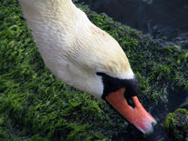 Bremerhaven, Schwan, Fotografie