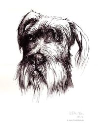 Bouvier, Realismus, Tierzeichnung, Hundeportrait