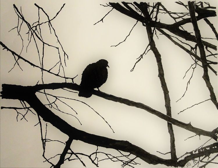 Natur, Monochrom, Himmel, Vogel