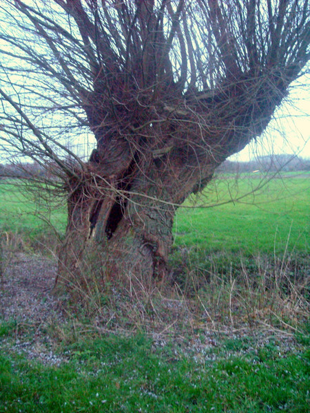 Fotografie, Kopfweide