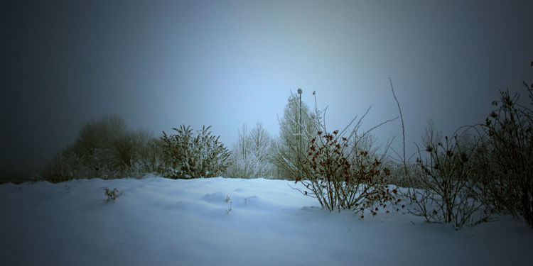 Strauch, Nebel, Wind, Schnee