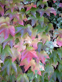 Herbst, Natur, Laubfärbung, Fotografie