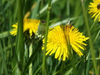 Frühling, Gelb, Blüte, Blume