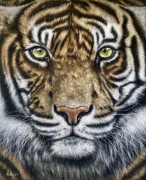 Tiger, Tierportrait, Wildtier, Tierwelt