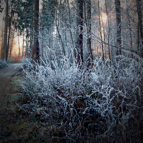 Nadel, Sonne, Schnee, Strauch