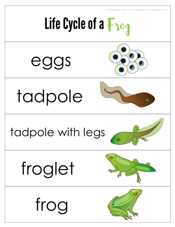 Free Printable Life Cycle Of A Frog Worksheet