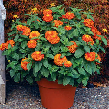 Zinnia Magellan Orange F1 Seed