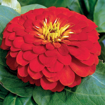 Zinnia Magellan Scarlet F1 Seed