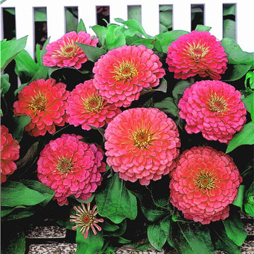 Zinnia Dreamland Pink F1 Seed