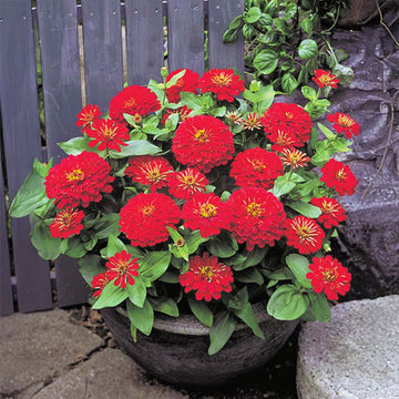 Zinnia Dreamland Red F1 Seed