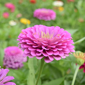 Zinnia Benary's Giant Lilac Seed