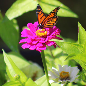 Zinnia Benary's Giant Purple Seed