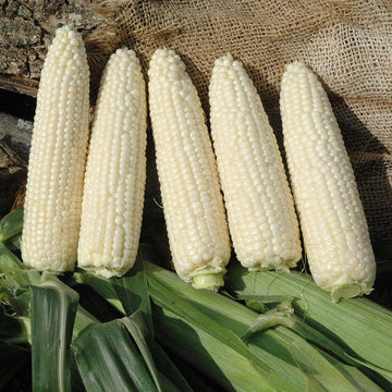 Sweet Corn XTH3380 F1 Seed