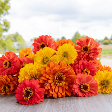 Zinnia Fruity Beauty Mix Seed