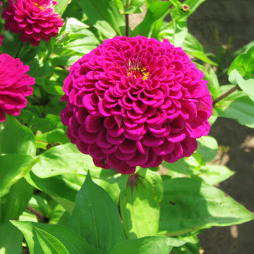 Zinnia Benary's Giant Wine Seed