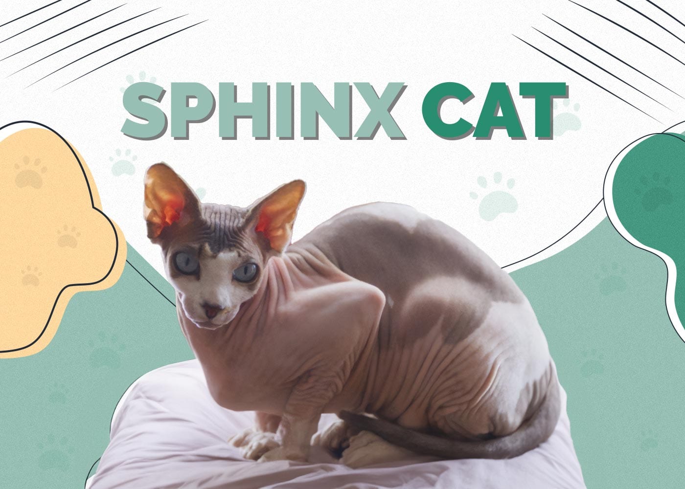 Sphynx Cat (Hairless)