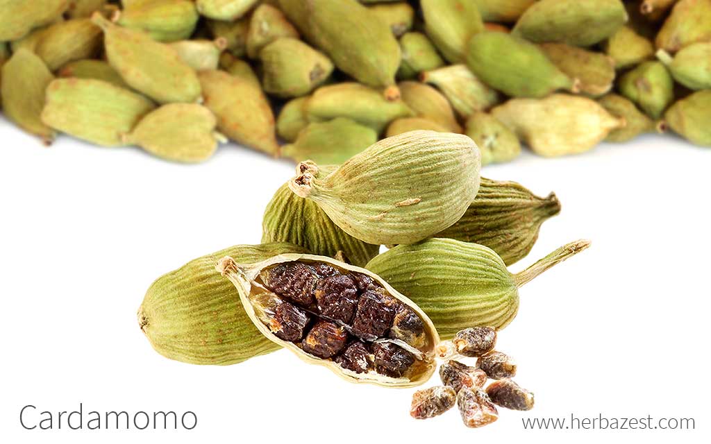 Cardamomo